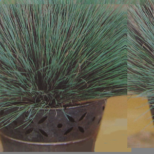 Unbranded Grass Ornamental  corynephorus Spiky Blue Seeds