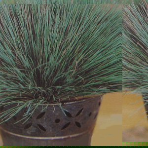 Unbranded Grass Ornamental  corynephorus Spiky Blue Seeds
