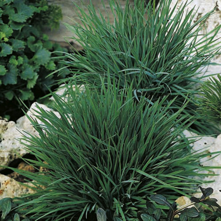 Unbranded Grass Ornamental Koeleria Coolio Average Seeds 85