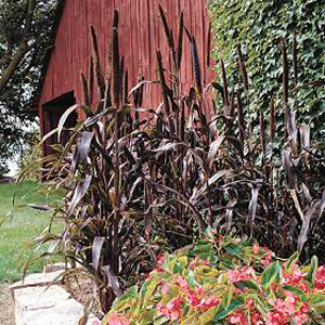Unbranded Grass Ornamental  Pennisetum Purple Majesty Seeds