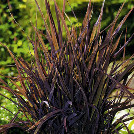 Unbranded Grass Ornamental Rice Black Madras Seeds Average