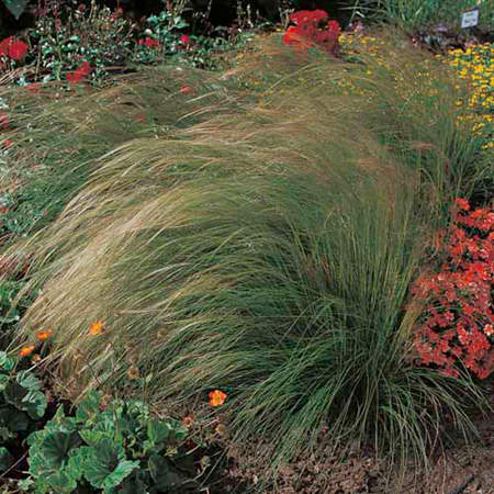 Unbranded Grass Ornamental Stipa Ponytails Seeds Average