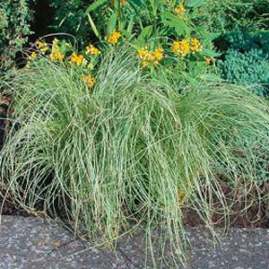 Unbranded Grass Ornamental