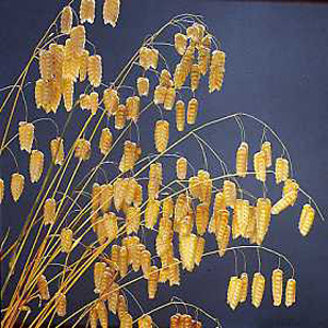 Unbranded Grass Quaking Briza Maxima Seeds
