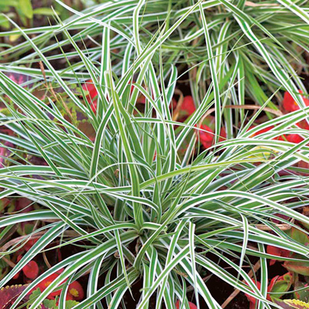 Unbranded Grasses Ornamental Everest Plant (Carex) Pack of
