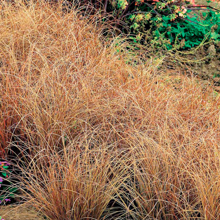 Unbranded Grasses Ornamental Plant Collection (Carex) Pack