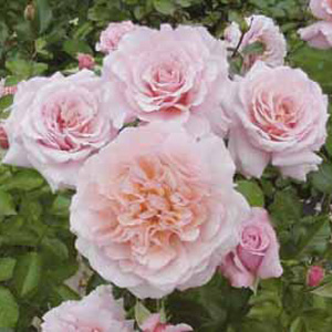 Unbranded Great Expectations - Floribunda Rose **AUTUMN