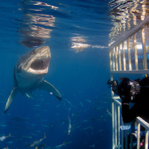 Unbranded Great White Shark Cage Dive - Child