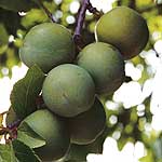 Unbranded Greengage Mannings Selection