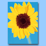 Greeting Cards : Thank you - All Cards