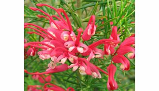 Clusters of waxy bright pink flowers and aromatic foliage. In a sheltered site can flower year round. RHS Award of Garden Merit winner. Height 2-4m (6-12); spread 2-5m (6-15). Supplied in a 2-3 litre pot.EvergreenFrost hardyFull sunMedium shrubBUY AN