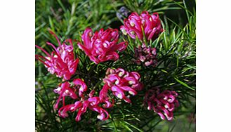 Medium growing bush with pink and white spidery flowers. In a sheltered site can flower year round. Supplied in a 2-3 litre pot.EvergreenFrost hardyFull sunMedium shrubBUY ANY 3 AND SAVE 20.00! (Please note: Offer applies only for plants that have th