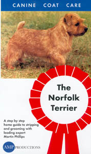 Grooming The Norfolk Terrier