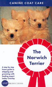 Grooming The Norwich Terrier