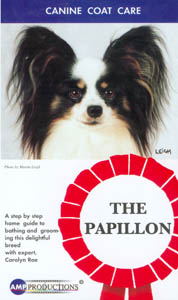 Grooming The Papillon