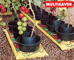 Grow Pot ( Pack of 3 )