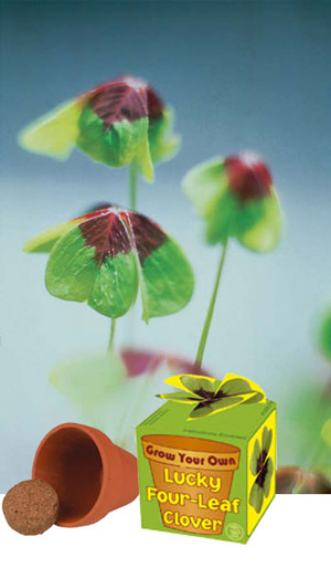 Unbranded Grow Your Own Four Leaf Clover