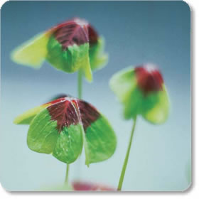 Grow Your Own Lucky Clover