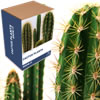 Unbranded Grow Your Own Prickly Plant
