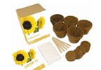 Unbranded Grow Your Own Sunflowers