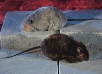 Unbranded Gruesome Horror - Hairy Rat (1 of Asst.)
