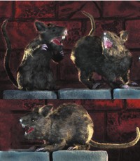 Unbranded Gruesome Horror - Large Hairy Rat (1 of Asst)