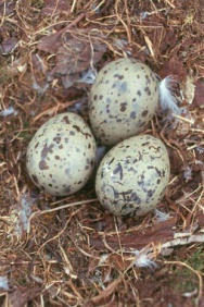 Unbranded Gull` egg (single)