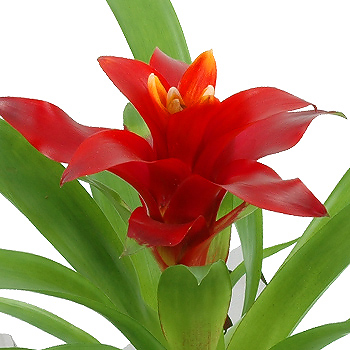 Unbranded Guzmania Plant - flowers