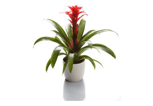 Unbranded Guzmania Plant