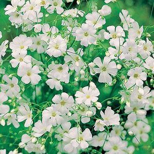 An exceptionally useful plant that is large flowered  delicate  with an airy froth of tiny flowers o