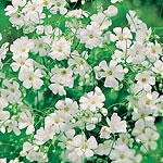 Dainty  pure white flowers ideal for mixing with cut blooms  especially Sweet Peas. Easy to grow HA 