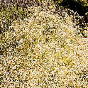 Unbranded Gypsophila Paniculata Seeds