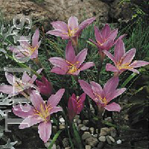 Unbranded Habranthus Robusta Fairy Lilies Bulbs