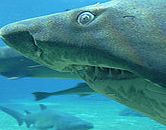 Unbranded Half Day Ushaka Marine World - Single Adult