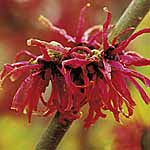 Unbranded Hamamelis Diana Plant 405201.htm