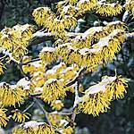 Unbranded Hamamelis Pallida Plant 405211.htm