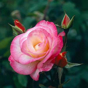 Unbranded Handel - Climbing Rose