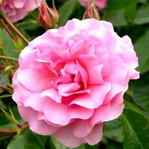 Unbranded Happy Retirement Floribunda Rose (pre-order now)