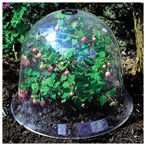 This large garden cloche provides all types of plants with effective protection against frost  stron