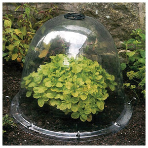 Haxnicks Original Victorian Bell Garden Cloche is designed to promote stable and healthy new growth 