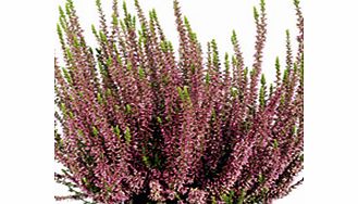 Unbranded Heather Plant - Calluna vulgaris Garden Girls