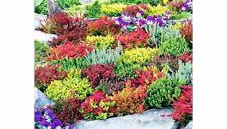 Unbranded Heather Plants - Calluna vulgaris Garden Girls