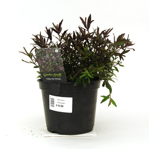 Unbranded Hebe Mrs. Winder - Shrubby Veronica