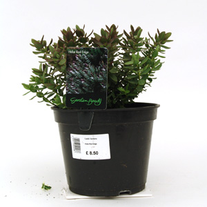 Unbranded Hebe Red Edge - Shrubby Veronica