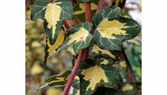 Centre of leaves splashed gold. Height 8m (25). Supplied in a 2-3 litre pot.Alkaline lovingClimberEvergreenFertile moist well-drained soilFull sunBUY ANY 3 AND SAVE 20.00! (Please note: Offer applies only for plants that have this wording.)