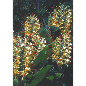 Unbranded Hedychium Gardenerianum Ginger Lily Bulb