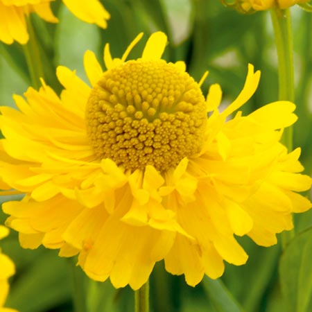 Unbranded Helenium Double Trouble Plants Pack of 3 Potted