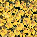 Unbranded Helenium Goldfield Seeds