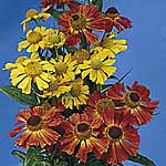 Unbranded Helenium Red and Gold Hybrids Seeds 426091.htm