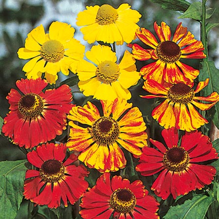 Unbranded Helenium Red and Gold Hybrids Seeds Average